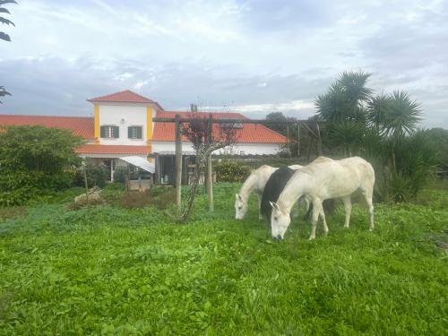 Pferde hinter dem Haus